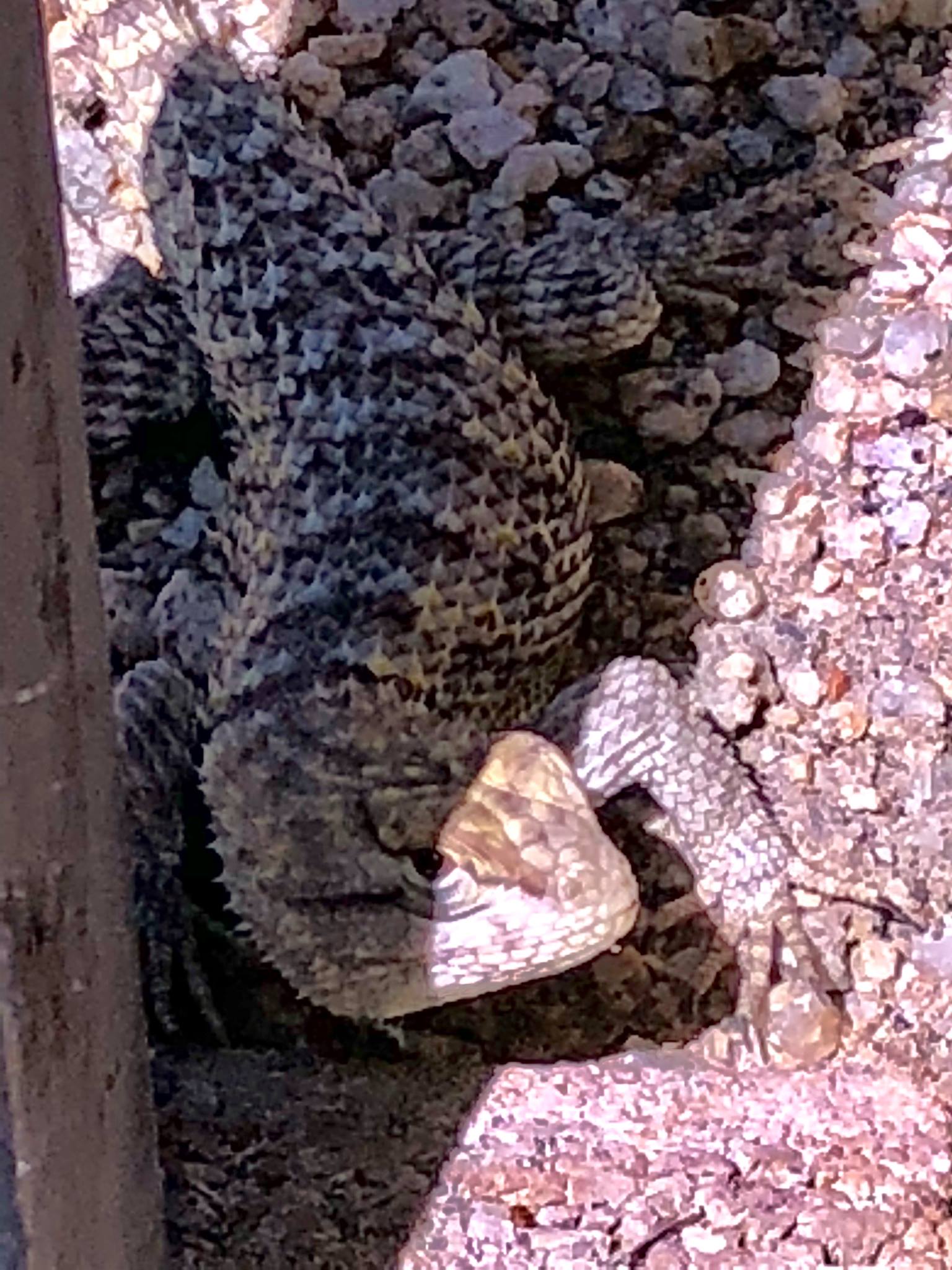 36667465_10212746686244246_2907618736846405632_o